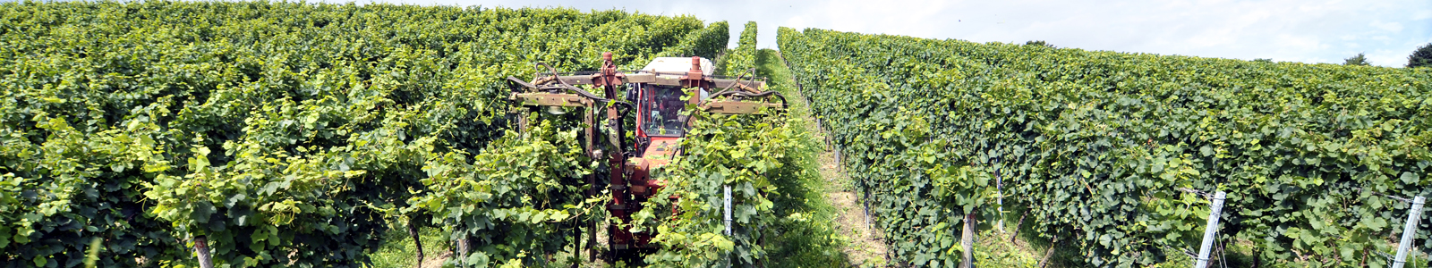 Traktor fährt zwischen den Rebzeilen ©DLR